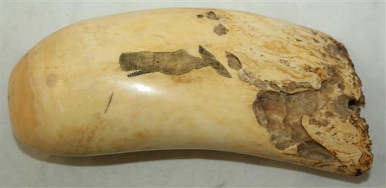A scrimshaw whales tooth, 6.5in.